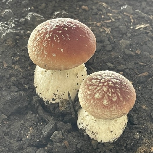 临泽县甘肃源头基地赤松茸/双孢菇