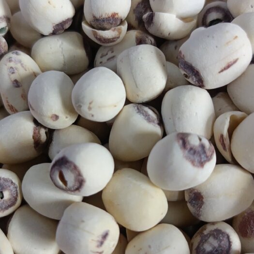 湘潭县湘机器带芯磨皮白莲，颗颗饱满无杂无废，湘糯可口