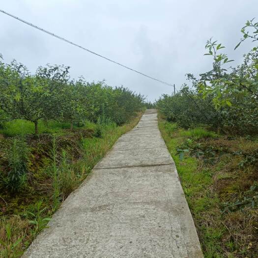 重庆市荣昌116亩花椒基地转让费用11万带设备