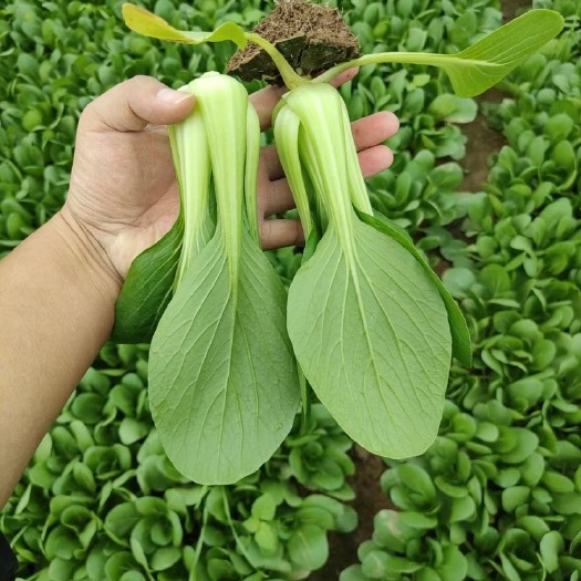 曹县山东曹县上海青 小白菜
