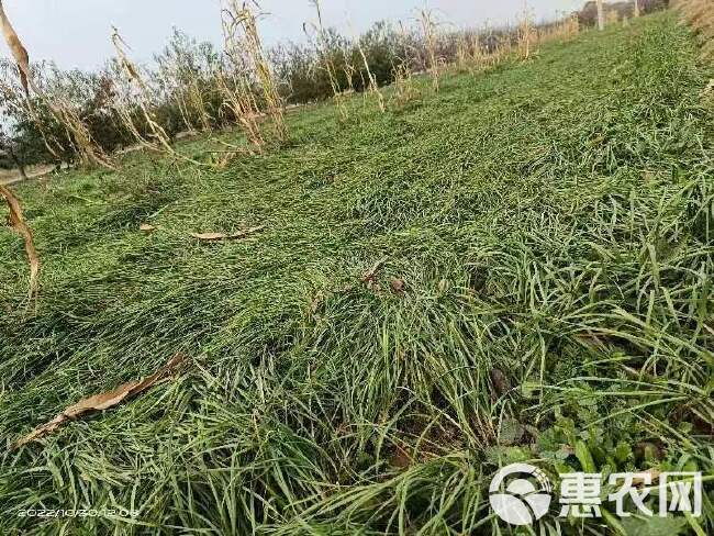 深州特产黄韭盆景室内客厅阳台无土栽培有机蔬菜