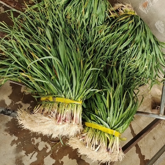 当阳市红根蒜苗大量上货啦