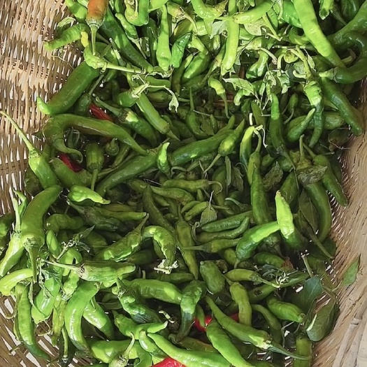寿县朝天椒
