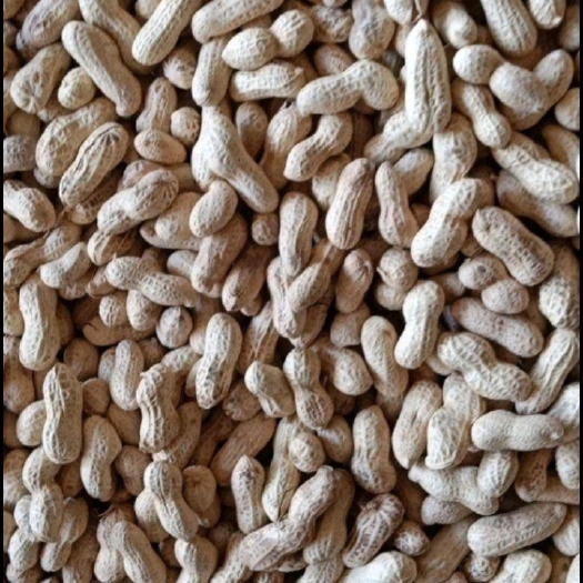 信阳现炒带壳炒熟花生 铁锅炒花生 带壳原味熟花生 现炒现卖