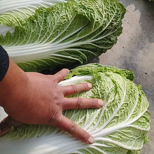 夏邑县青杂三号  精品白菜 需要的老板可以联系我  服务一条龙