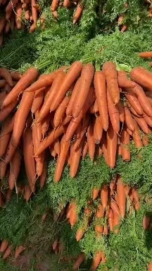 开封开封沙地精品三红胡萝卜