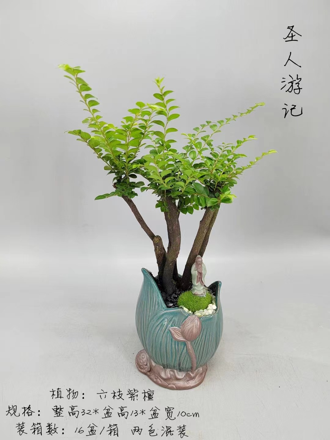 广州小叶紫檀盆栽 创意绿植盆栽 六枝 匀称 品质优 室内桌面绿植