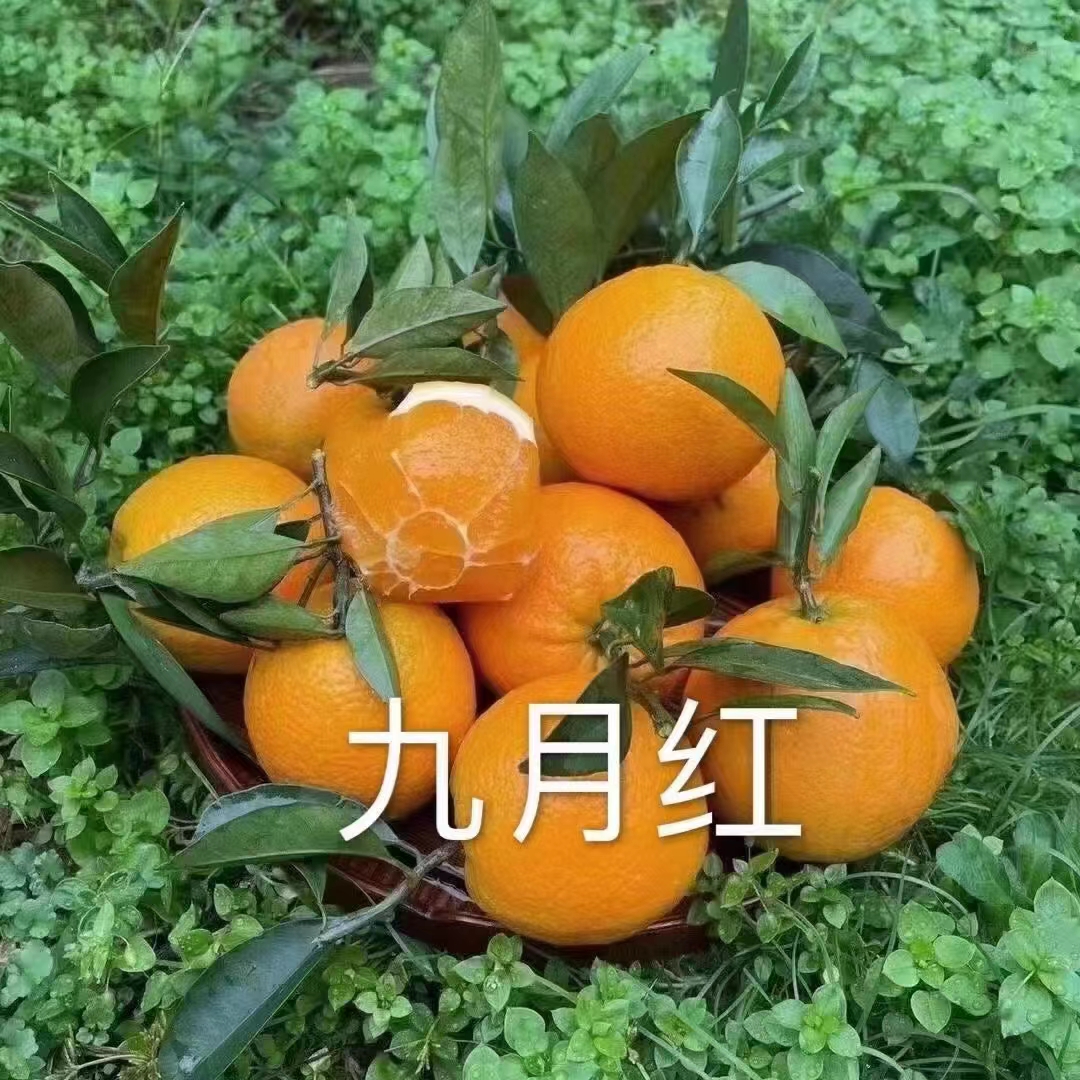 秭归脐橙，农商对接，无差价，无代办费，