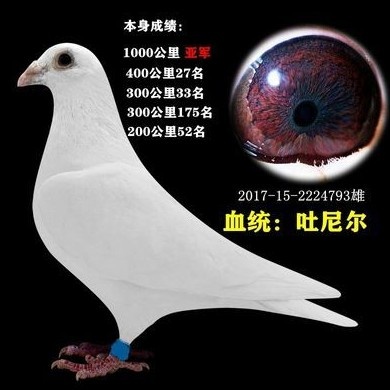 石家庄信鸽 赛鸽 成绩鸽大鼻子种鸽活体幼鸽公棚国血鸽天落鸟台鸽杨阿