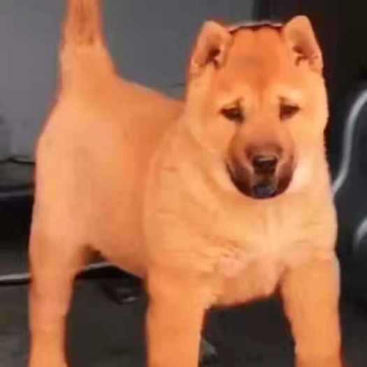 临城县土狗活物大型土狗活体农村看家护院犬中华田园犬大黄狗领养狗苗