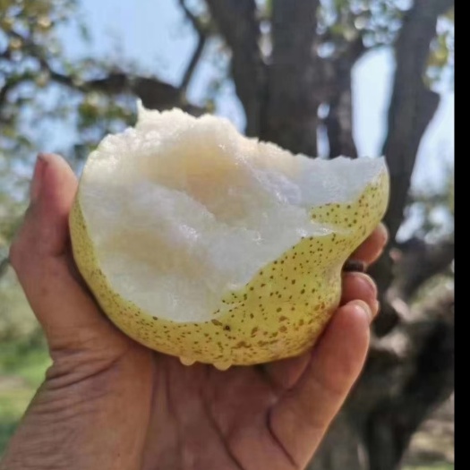 宁陵县酥梨产地，供货充足，质量保证，欢迎批发零售和电商平台代理