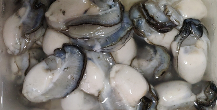 饶平县生蚝肉鲜活现剥生耗肉广东牡蛎肉新鲜海蛎子去壳三斤生蚝肉