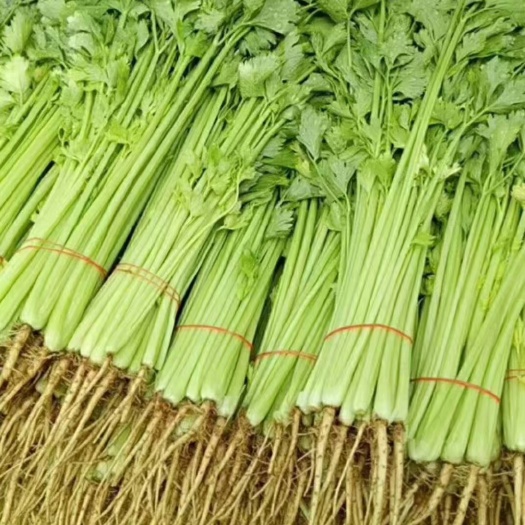南通芹菜