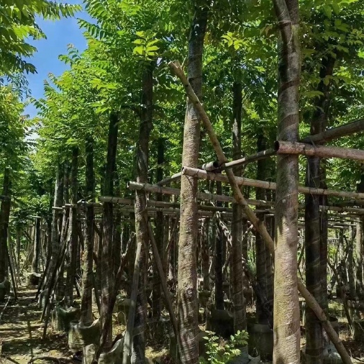 普宁市麻楝树8公分一10公分