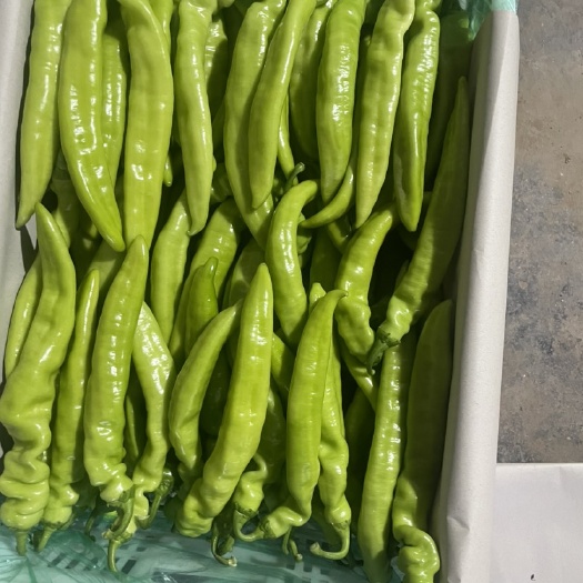 青州市青州黄皮绿皮尖椒