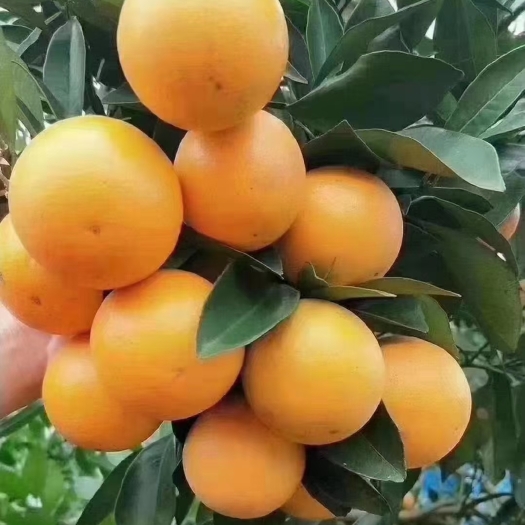 麻阳县麻阳冰糖橙