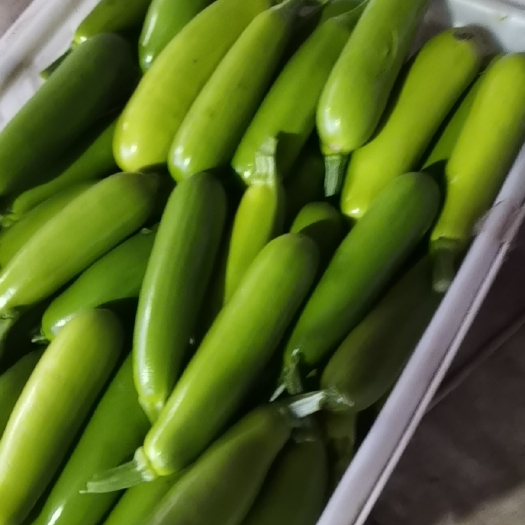 平邑县绿皮西葫芦
