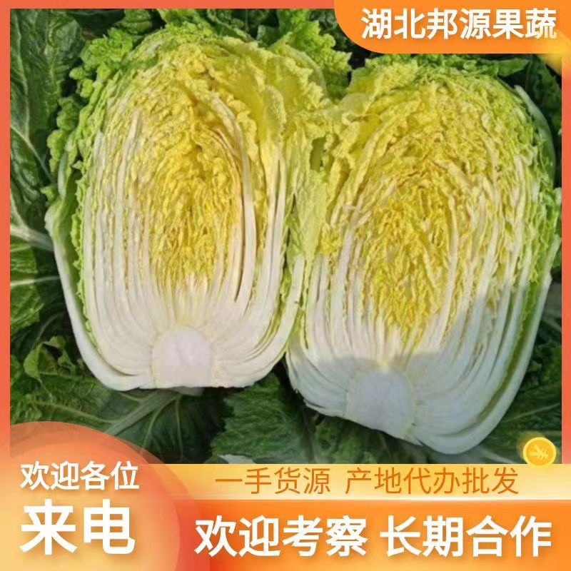 湖北高山蔬菜产地直发矮颗黄心大白菜大量上市单颗两斤到四五斤种