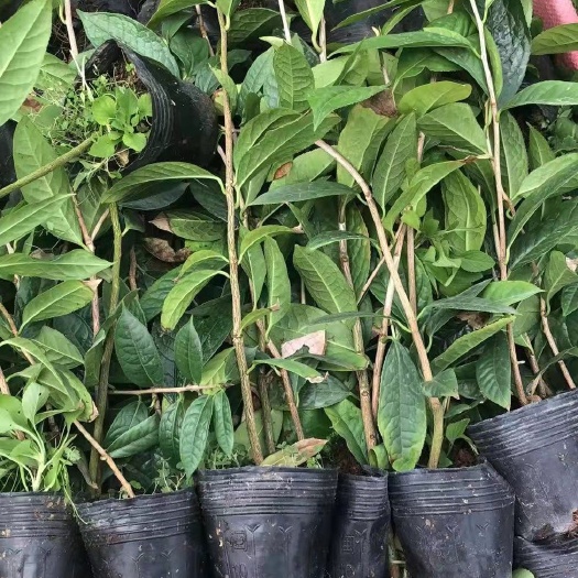 廣州金花茶樹苗金茶花四季盆栽花卉凹脈黃樽帶花苞名貴防城好養(yǎng)山茶花
