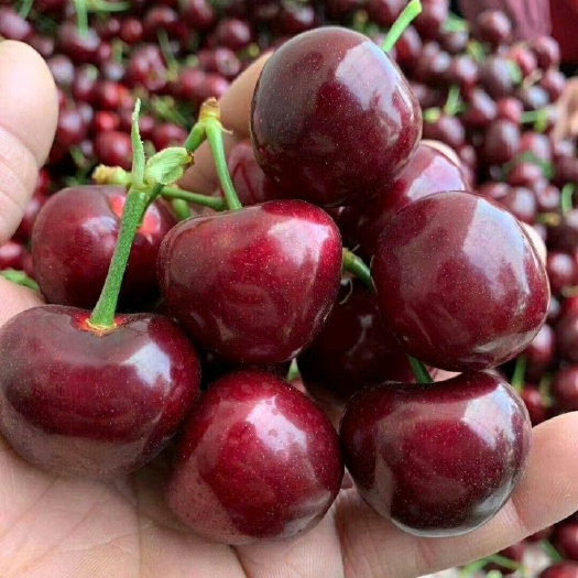 泰安矮化美早樱桃苗 一公分美早樱桃苗价格