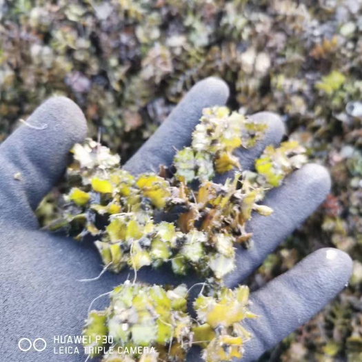 菹草