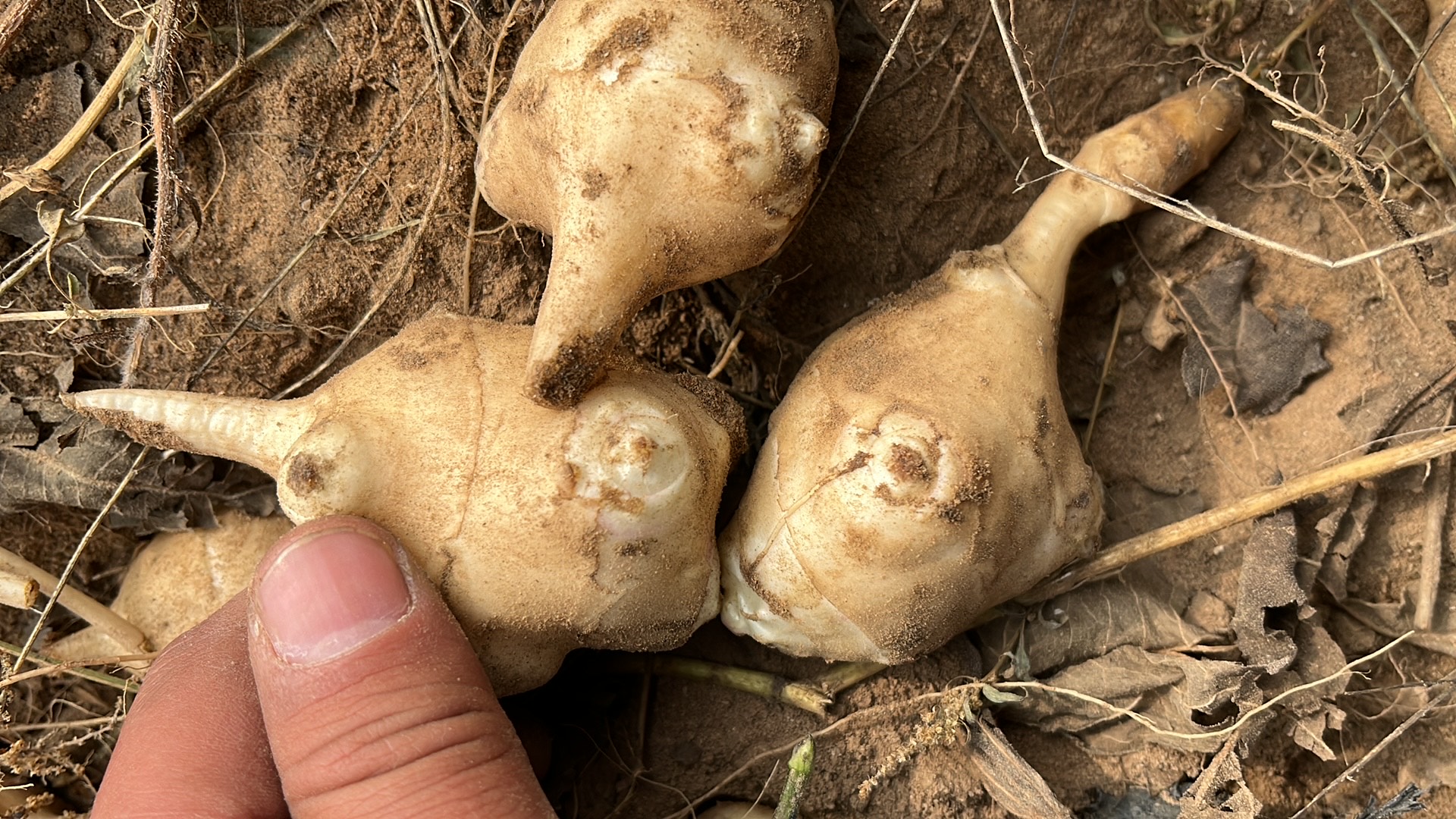 洋姜鬼子姜菊芋，灵宝现货供应，可供电商工厂市场，支持农残检测