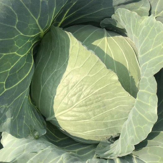 平度市扁包菜大量上市，货源充足
