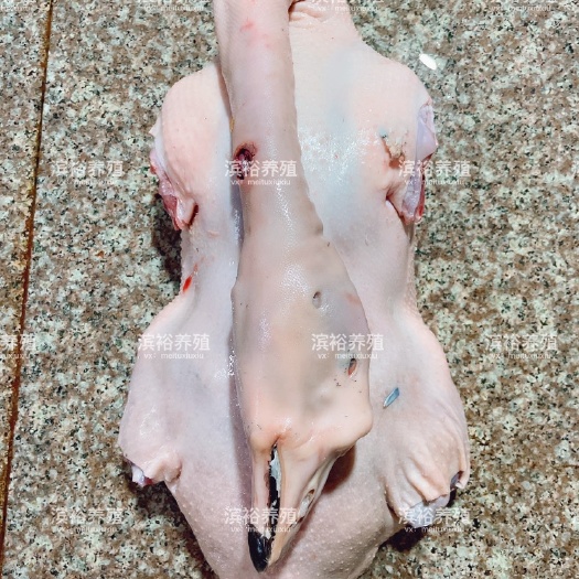汕头狮头鹅鹅壳连头