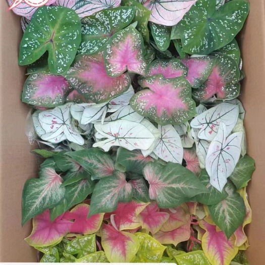 广州合果芋五彩芋盆栽混装组合批发佳人卡洛琳粉黛 骄阳微醺时光