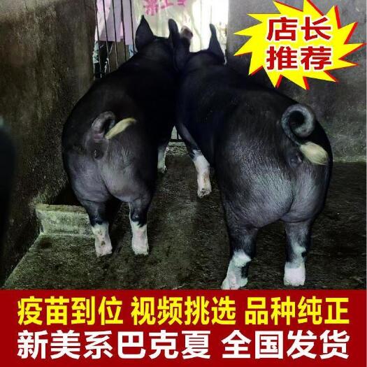 灌云县巴克夏公猪，巴克夏母猪，旅大黑公猪