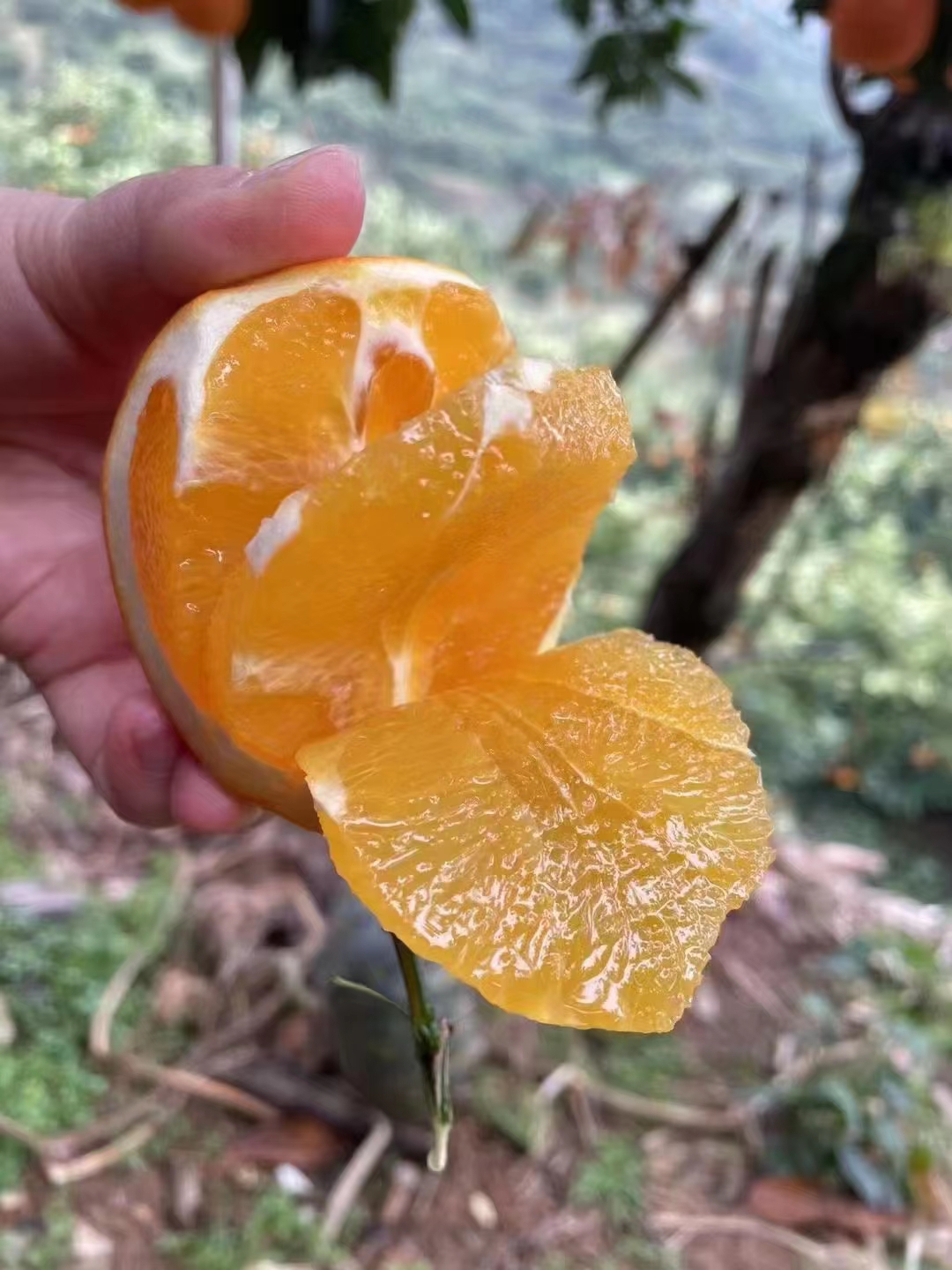 秭归脐橙，农商对接，无差价，无代办费，