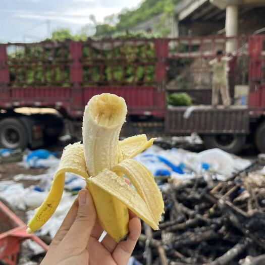 屏山县香蕉