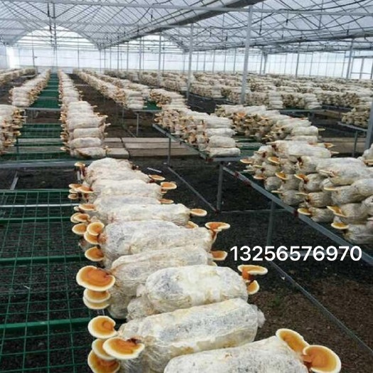 冠县菌棒，灵芝菌棒，包含菌种
