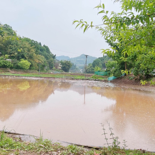 重庆市重庆市荣昌铜鼓镇400亩基本农田出租