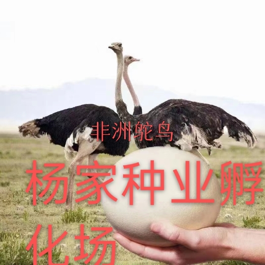 南宁非洲鸵鸟苗 厂家直销质量保证价格实惠，广东广西客户优先