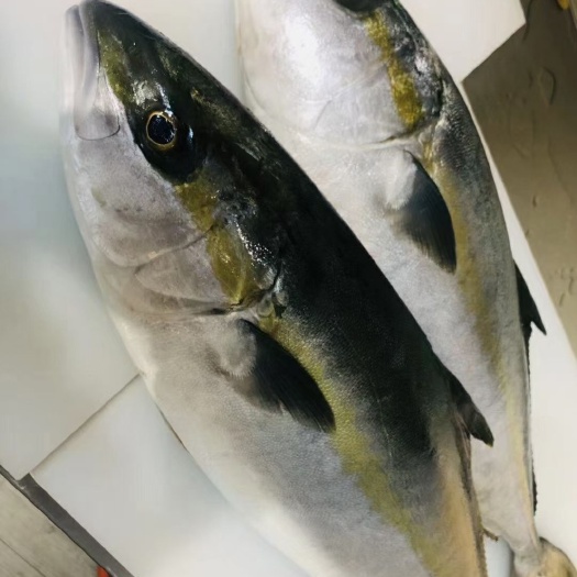 广州鰤鱼-黄尾鰤(青甘)在售
国产鰤鱼
油甘(寒鰤鱼）暂停销售