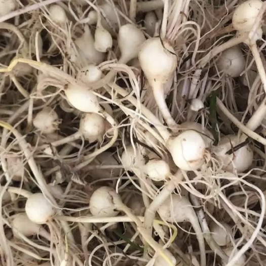 洛寧縣純野生小根蒜大腦瓜無土無草去須發(fā)貨高品質(zhì)誠信經(jīng)營一手貨源