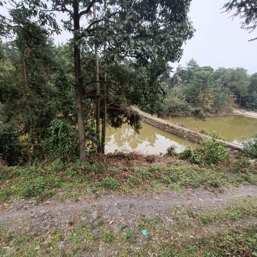 重庆市重庆西山坪101亩瓜果蔬菜用地