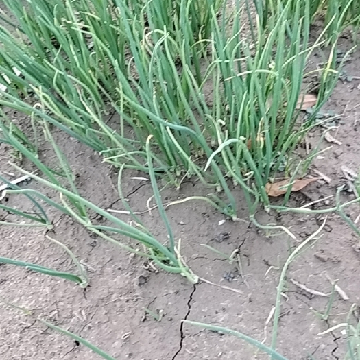 菏泽圆葱苗