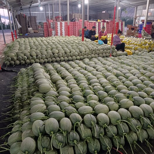寿光市晓蜜25号哈密瓜西州蜜25号瓜 3斤一7斤种植面积大口感好，
