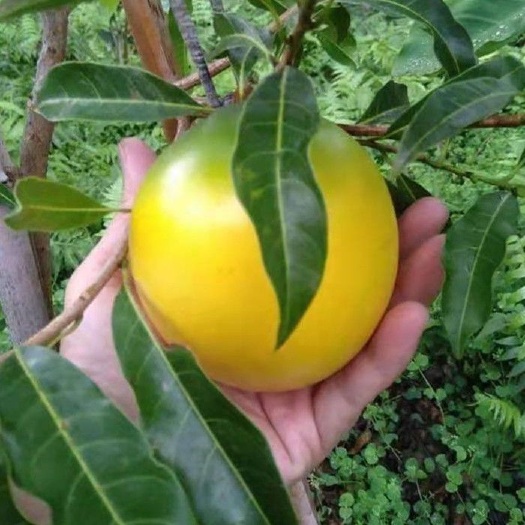 灵山县黄晶果苗大金莎冬蜜久蜜黄晶果苗地栽苗盆栽苗嫁接苗