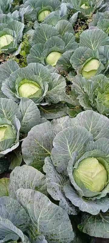 威宁县平包，莲花白，甘蓝，圆包菜，中甘
