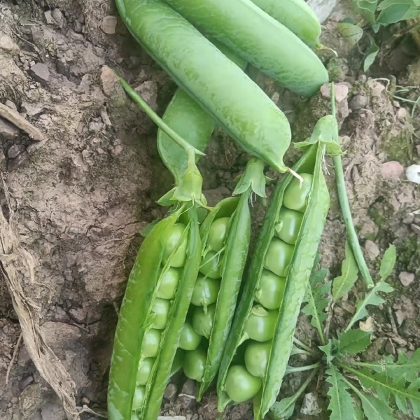 300亩豌豆荚 豌豆，长寿仁豌豆。