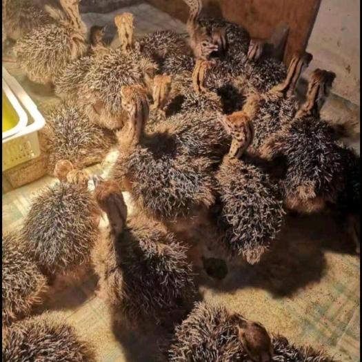 安義縣鴕鳥苗出售，青年鴕鳥苗