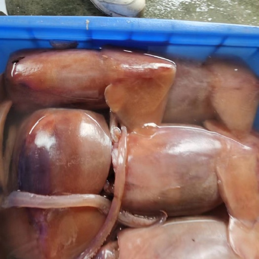 重庆市水发鱿鱼