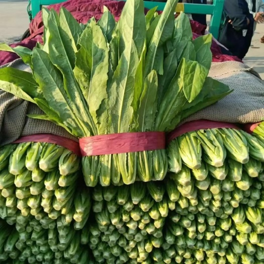邯郸常年供应精品油麦菜