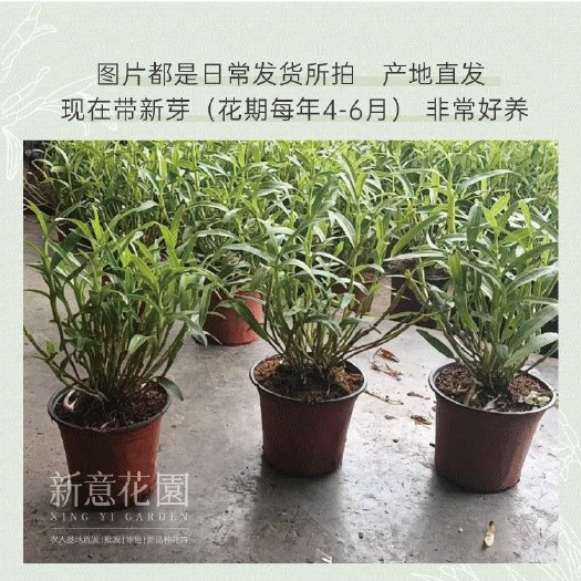 赤水市赤水金钗石斛盆栽3年苗带盆已存活可食用可观赏边吃边种天然石斛