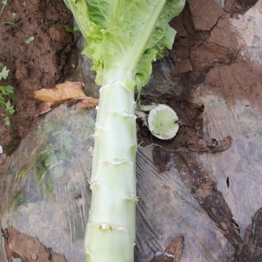 荆州湖北红叶莴笋，质量好，无空心，不黑心，不结疤，50cm左右。