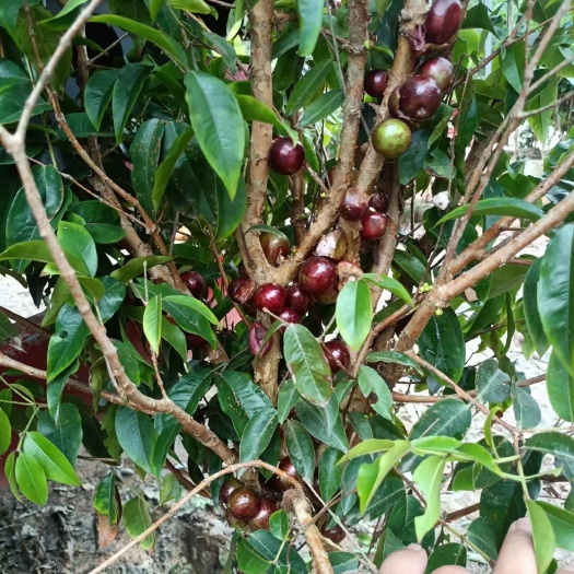 灵山县嘉宝果树苗沙巴四季早生树葡萄苗盆地栽南北种植果树当年结果