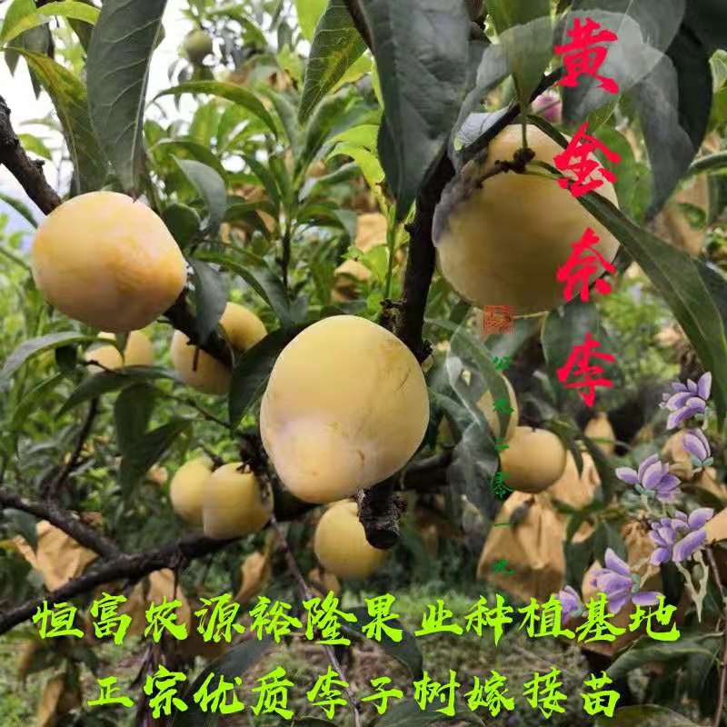 黄金柰李子树嫁接苗脆甜多汁离核果大适宜南北方种植当年开花挂果